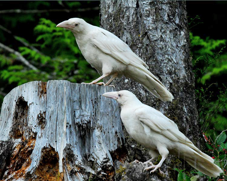 Fun Facts About White Ravens | Carrie D. Miller